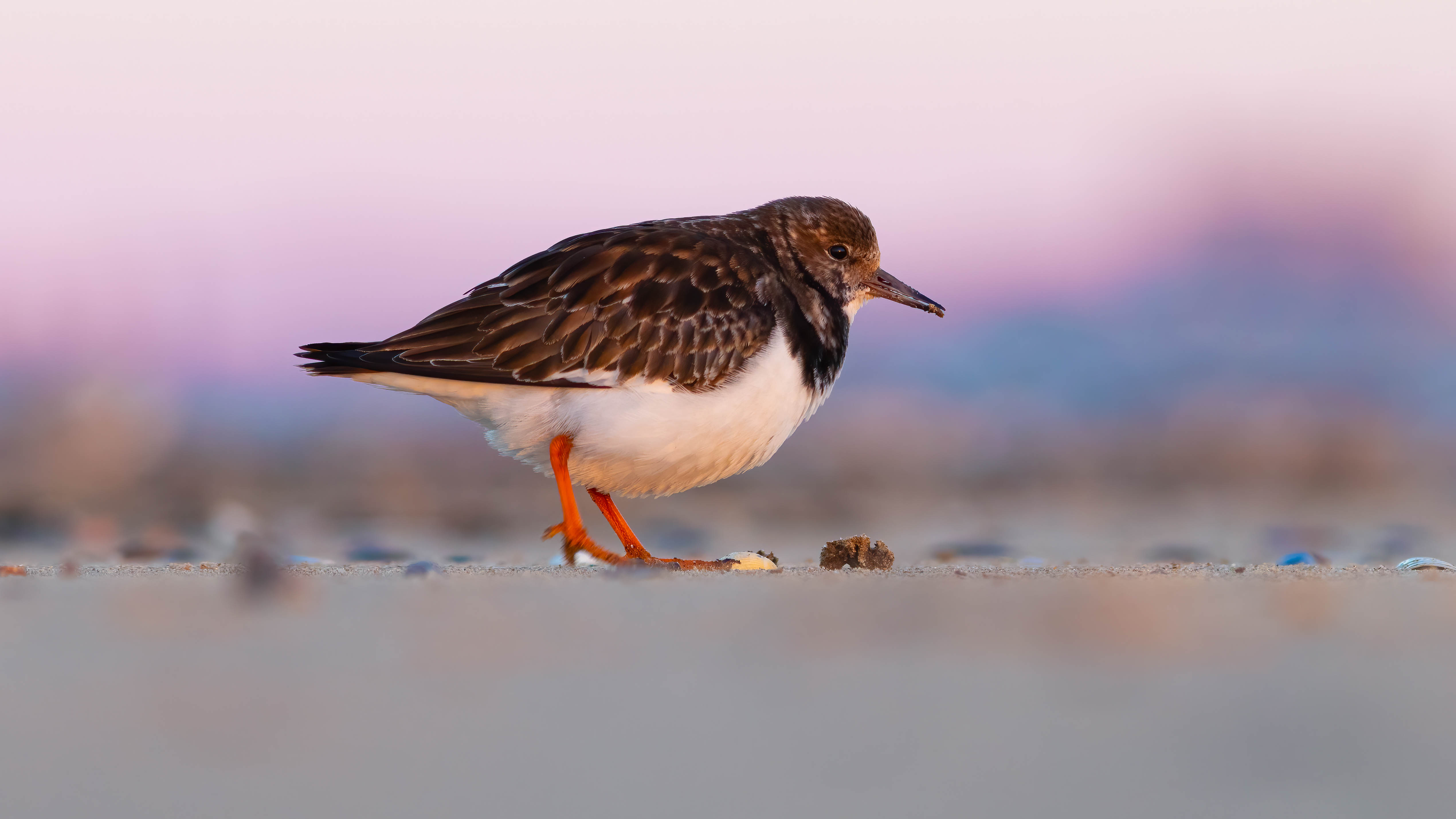 Turnstone Norfolk
