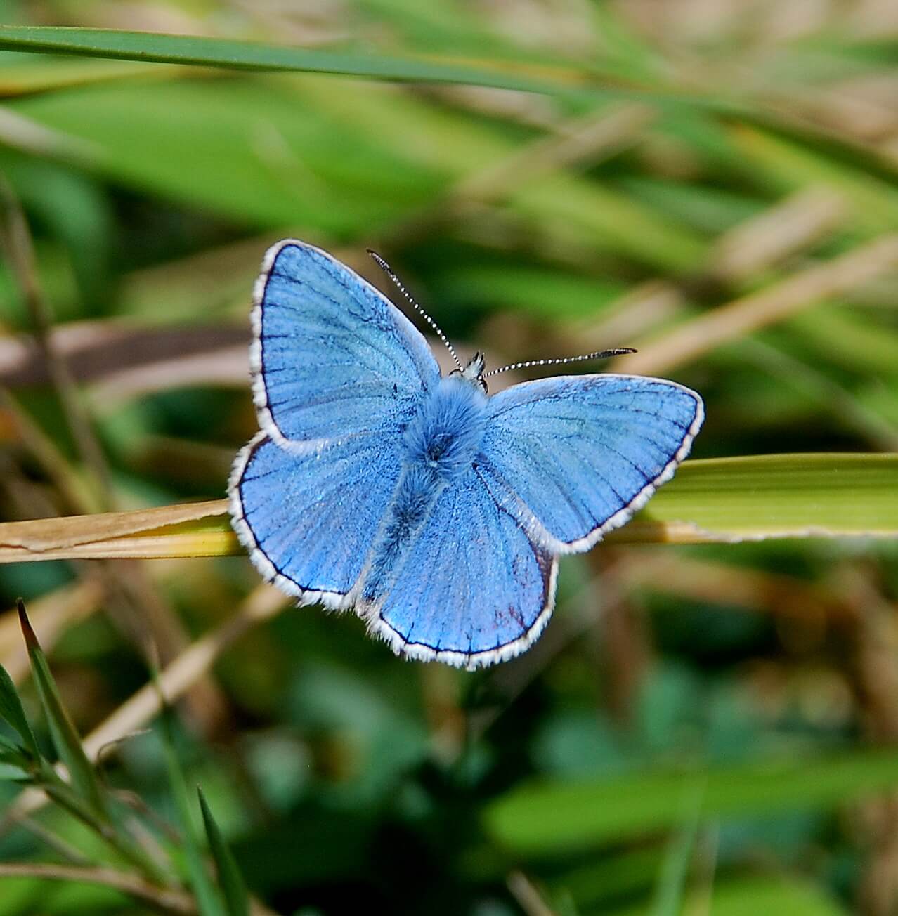 adonis blue 2