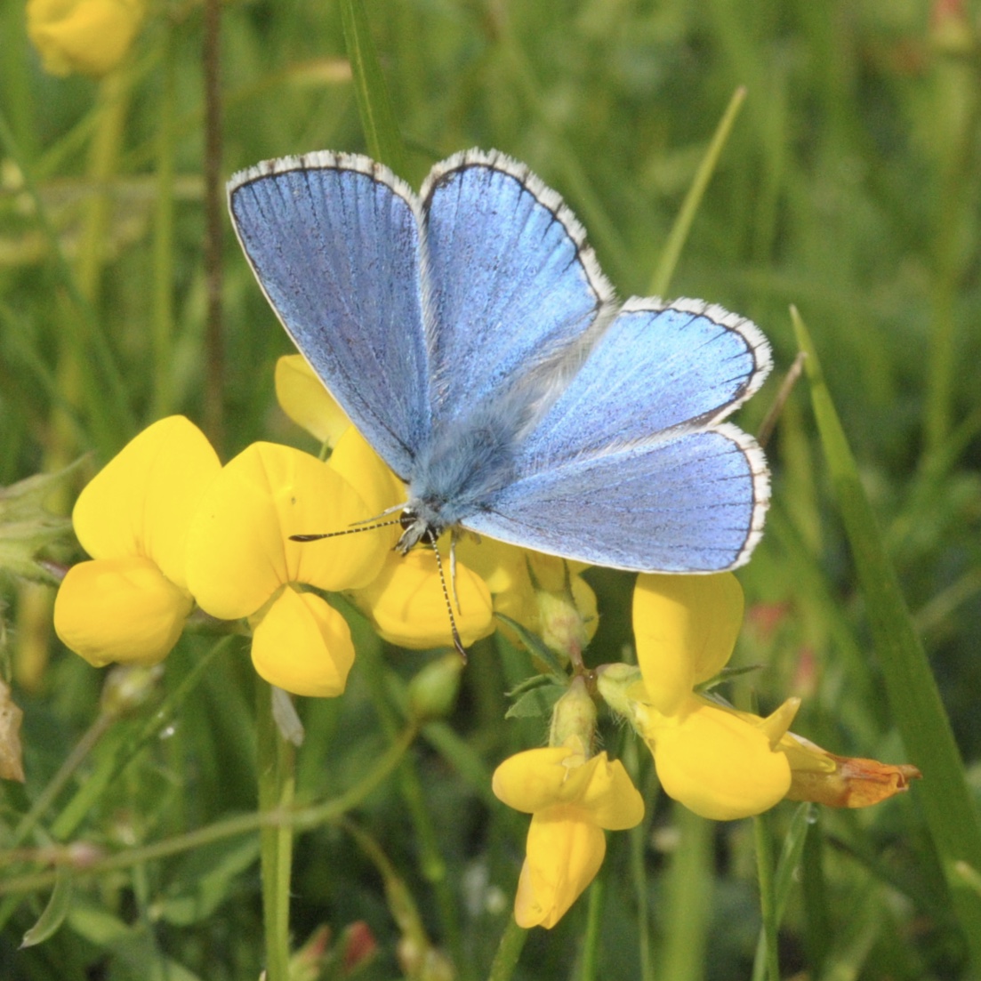 Adonis blue
