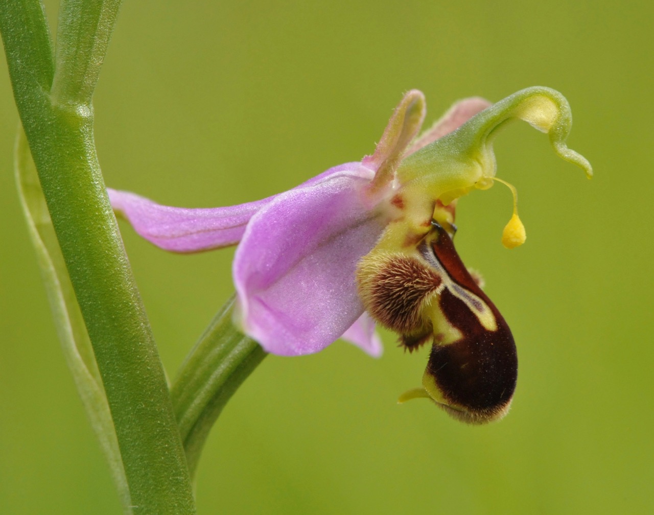 Bee orchid