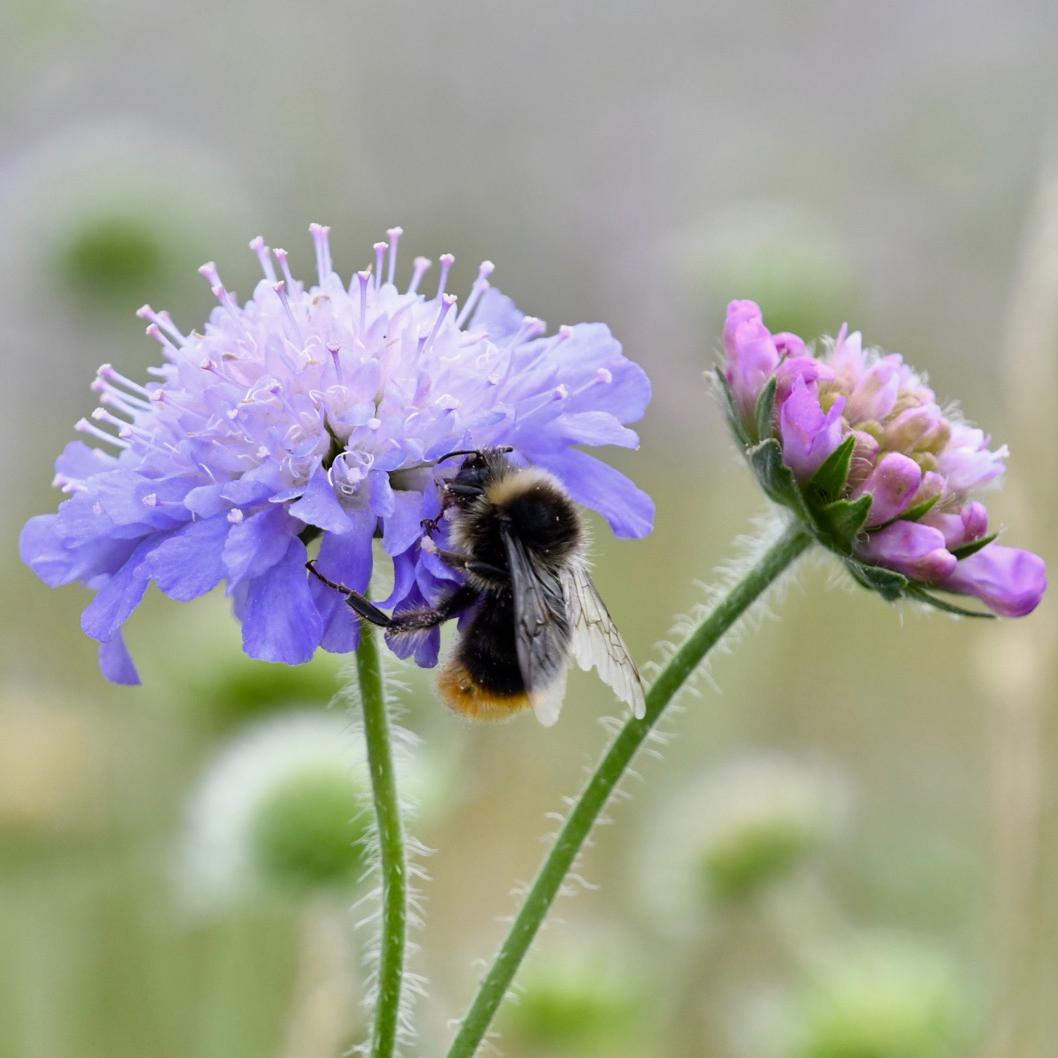 Bee on scabious flower