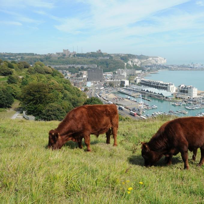 Dexter cows on St Martin's Battery Field
