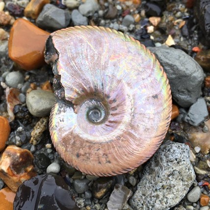 shell