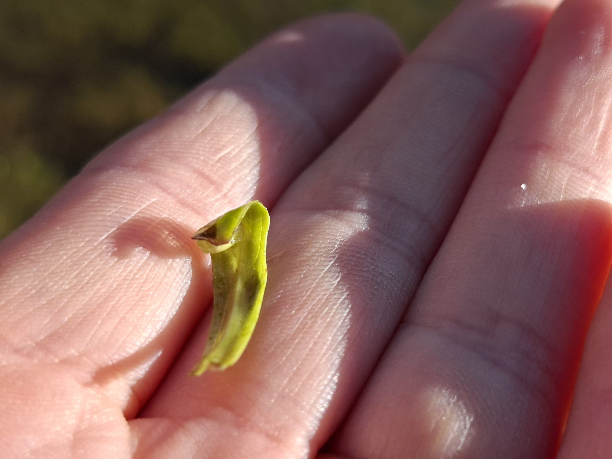 GCN newt egg at Gibbins Brook