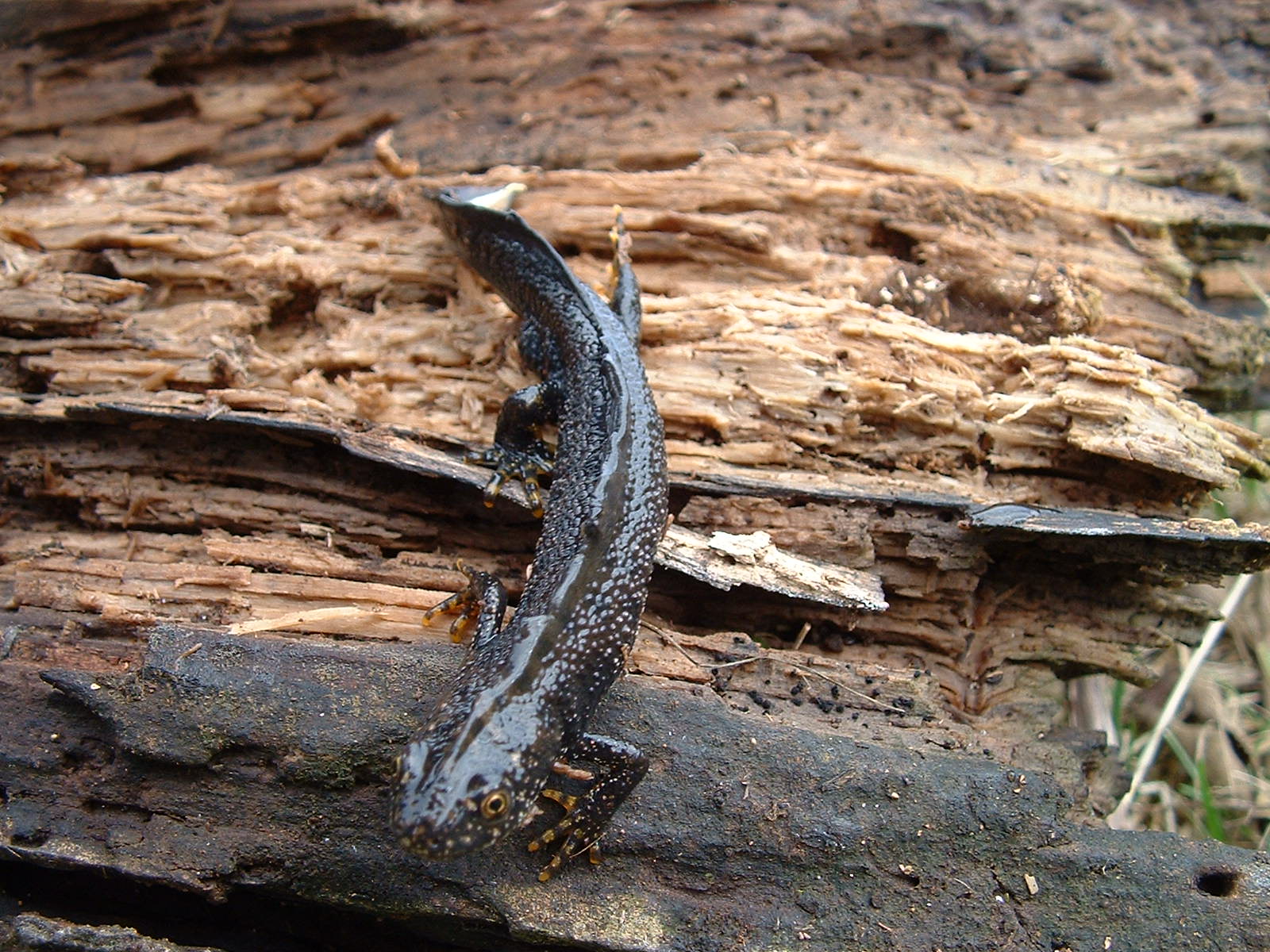 Great crested newt