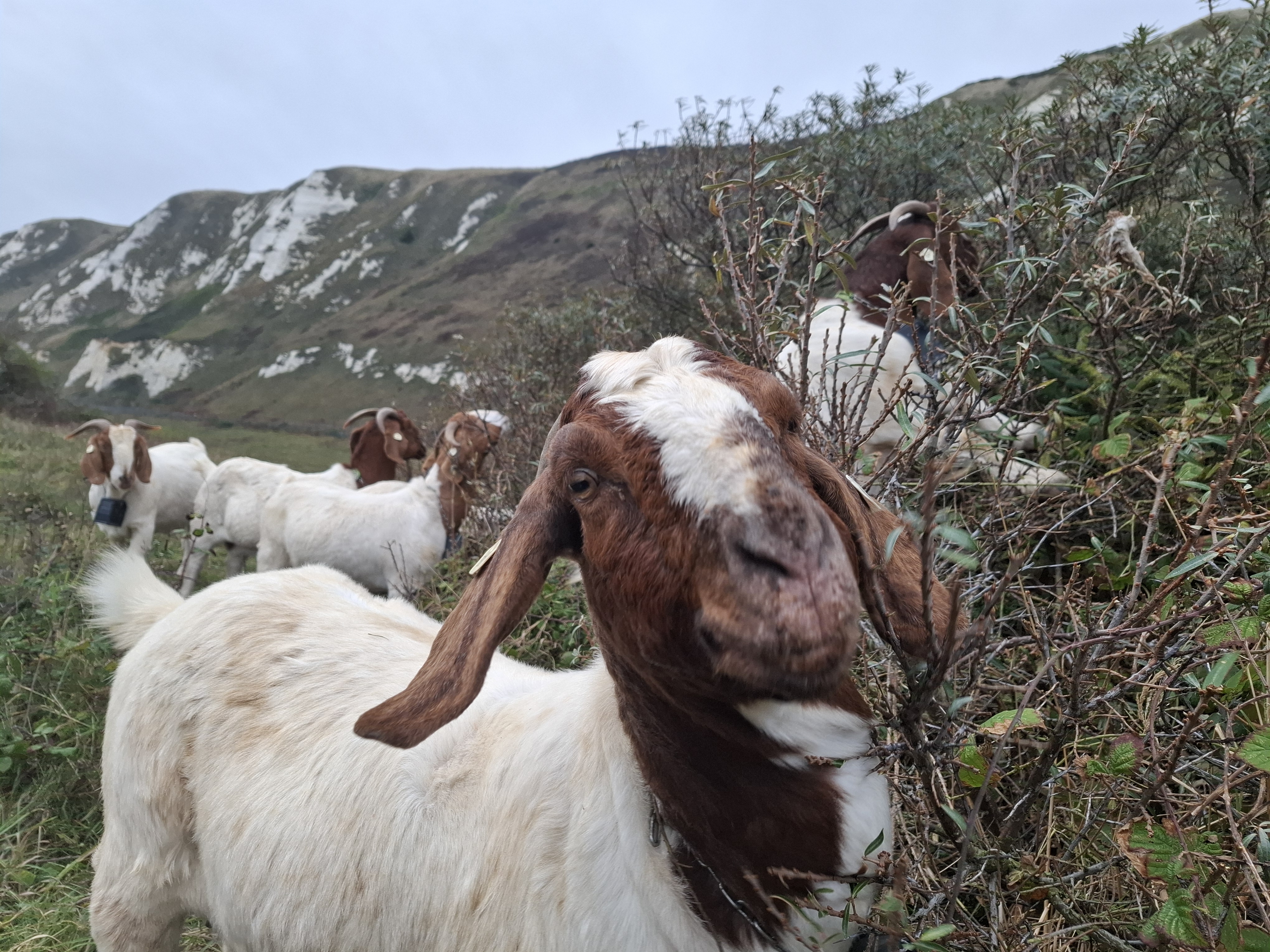 Five Boer goats nibbling away at bramble and sea buckthorn.