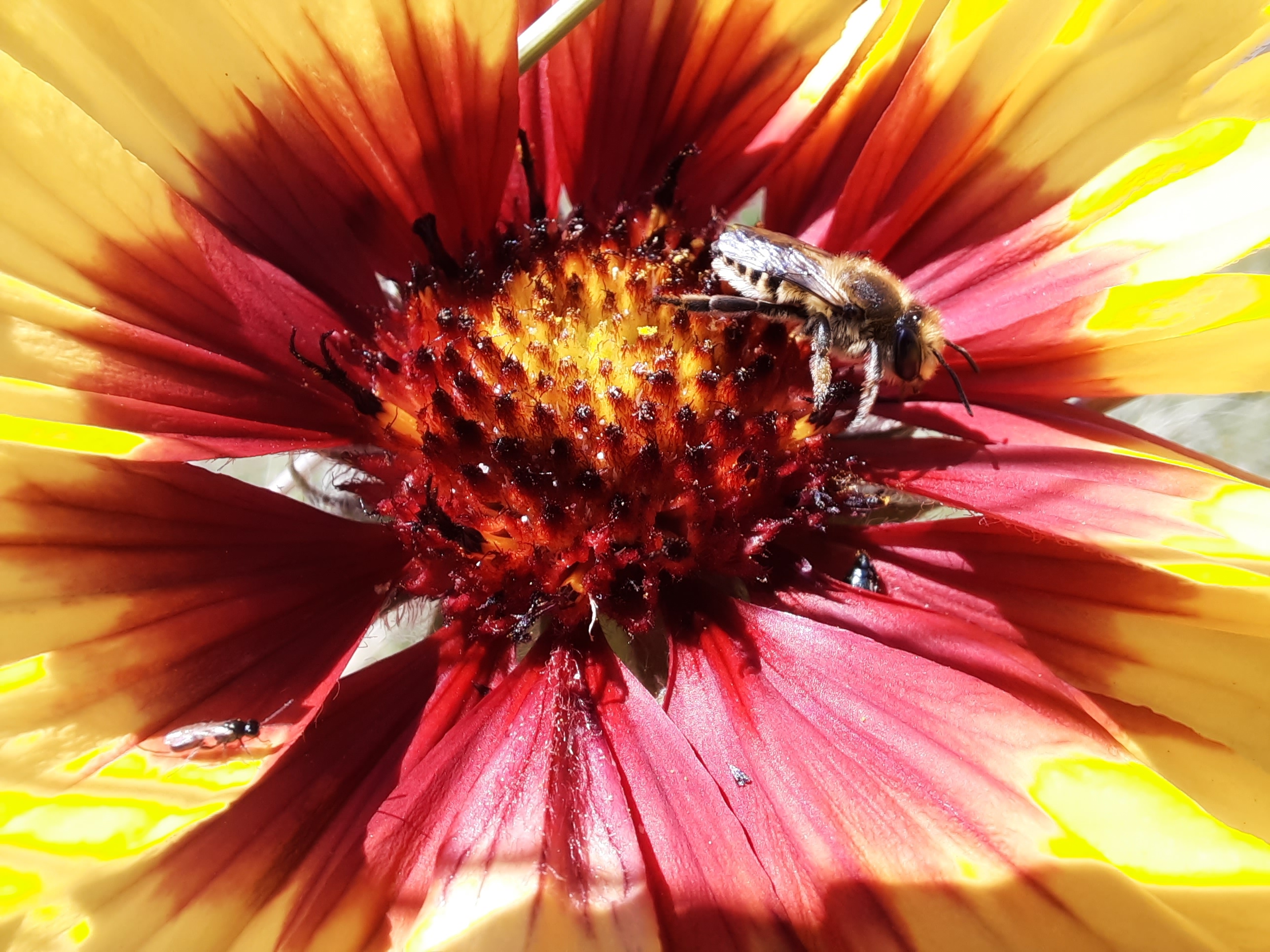 Large sharp-tailed bee