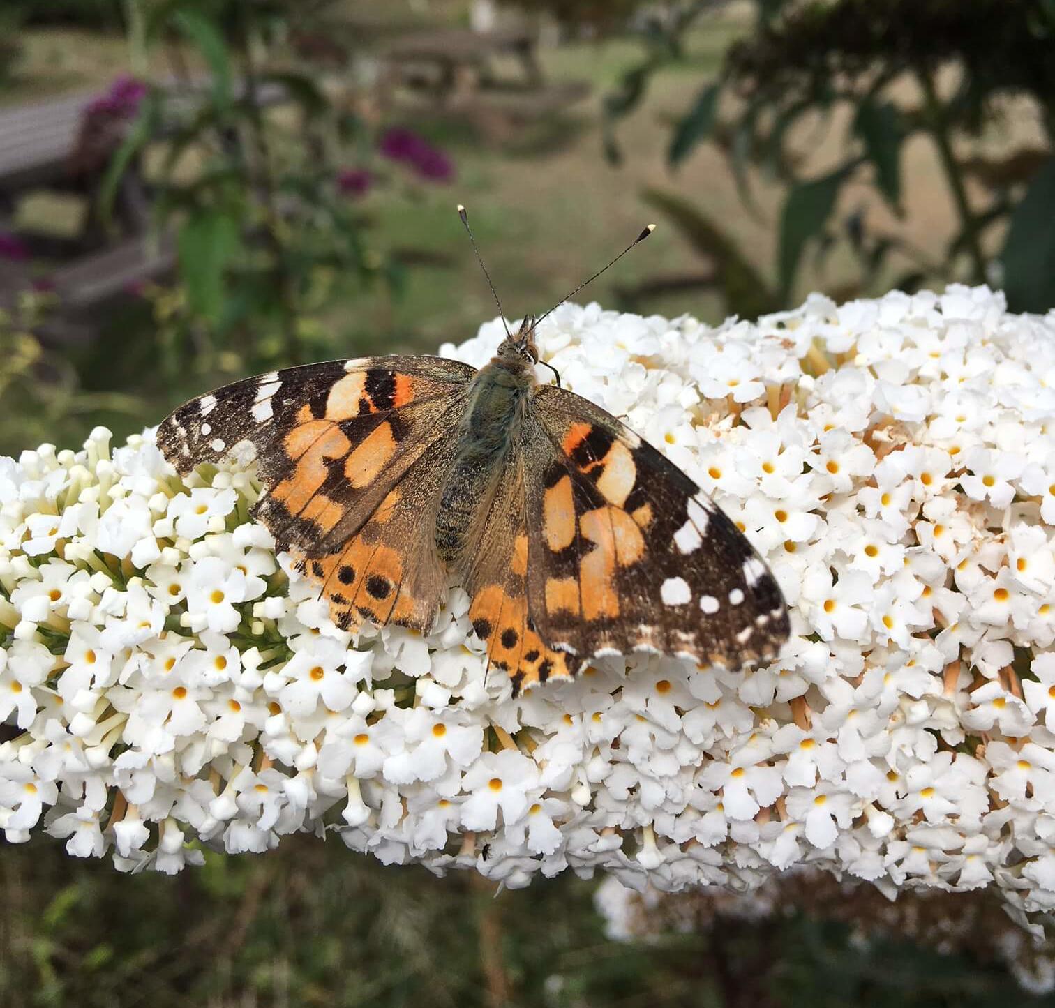 Painted Lady Butterfly