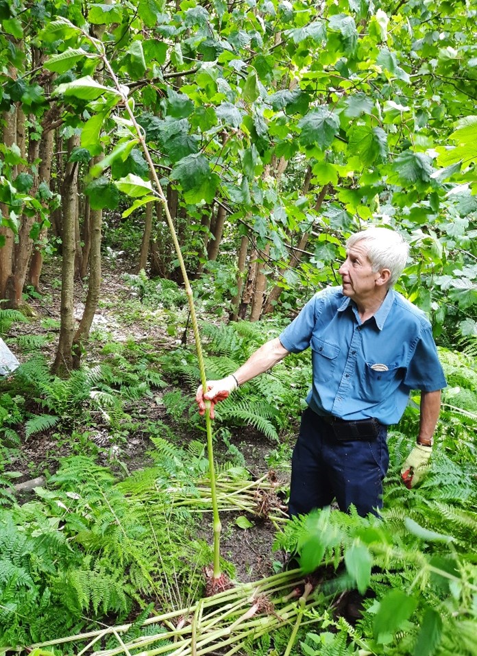 Volunteer standing next to balsam
