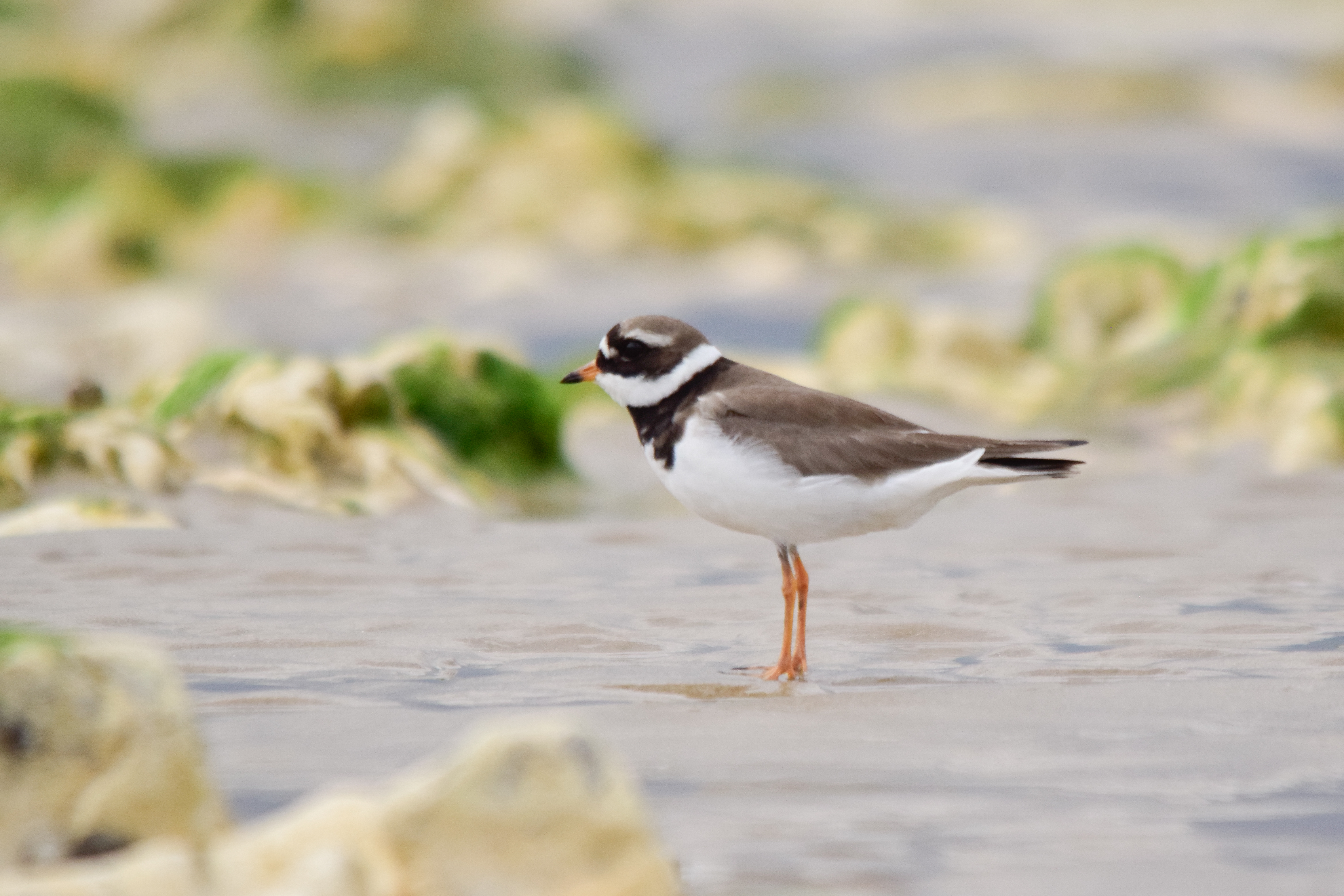 Ringed Plover