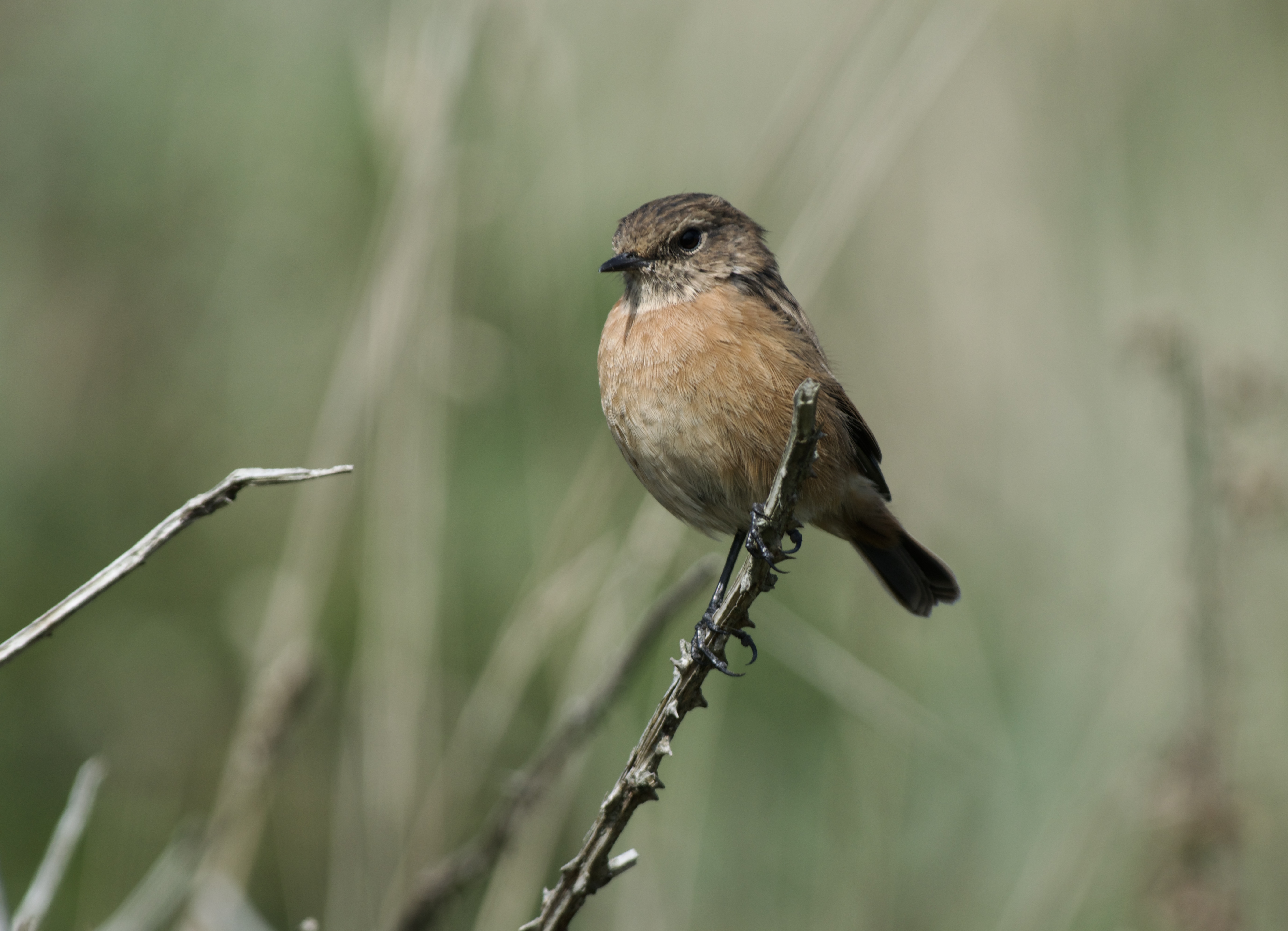 female stonechat perched on bramble.
