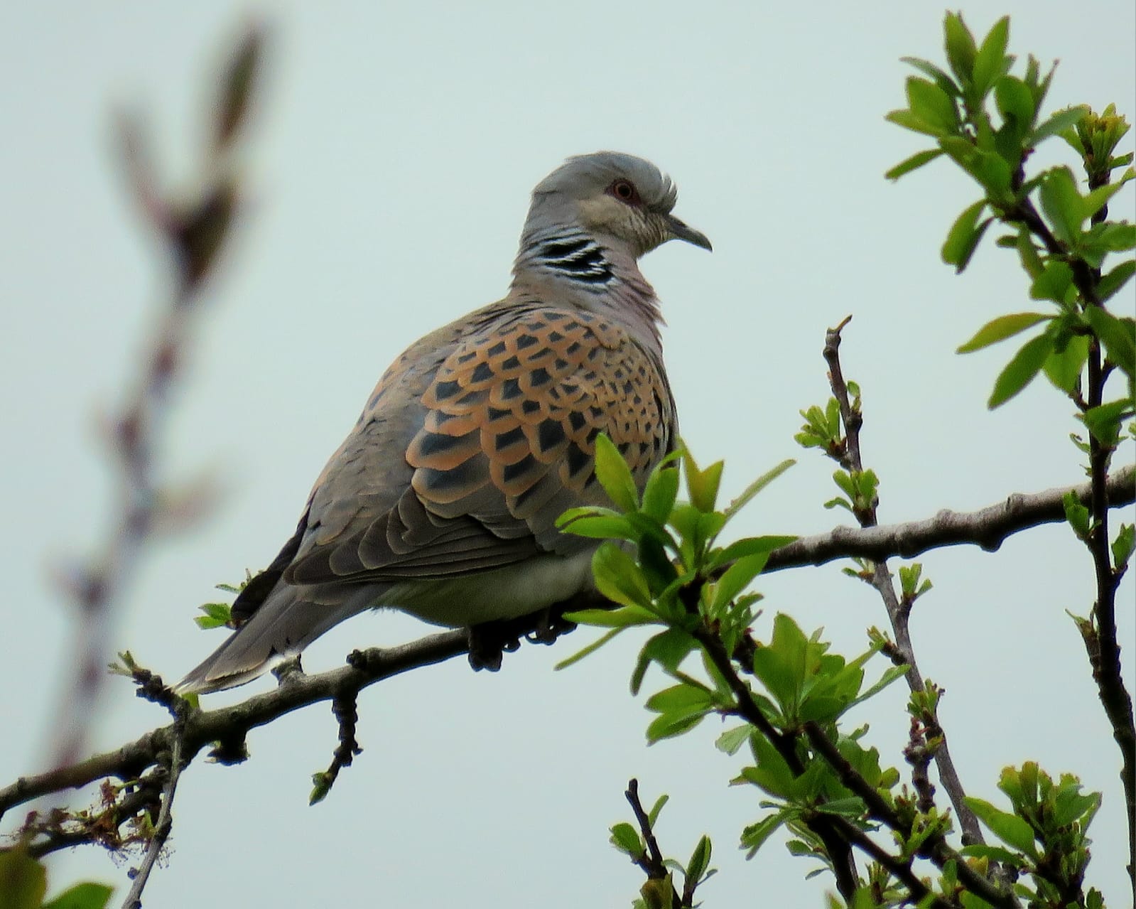 Turtle Dove photo